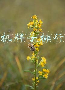 手机牌子排行榜