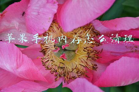 苹果手机内存怎么清理