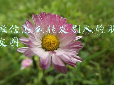 微信怎么转发别人的朋友圈