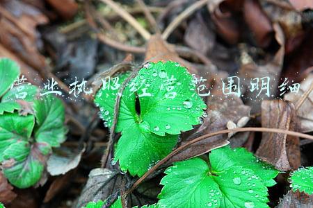 营业执照经营范围明细
