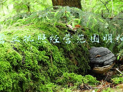 美容店营业执照经营范围明细(美容公司营业执照经营范围怎么写？)