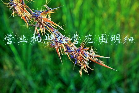 营业执照经营范围查询(营业执照经营范围如何增加？“12345”政企通企业服务专线为您解答)