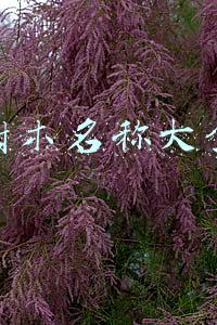 树木名称大全