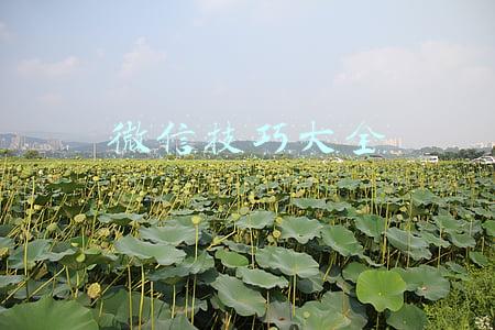 微信技巧大全 下载(6个你一定要知道的微信技巧，强大且实用，学会涨知识)
