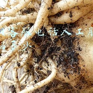花呗客服电话人工服务号码多少