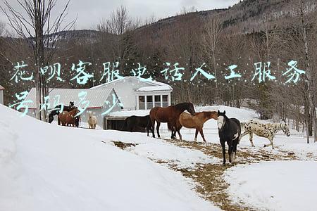 花呗客服电话人工服务号码多少