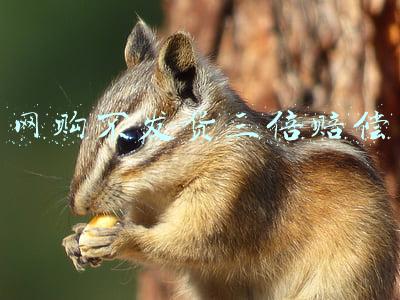 网购不发货三倍赔偿怎么要求赔偿(法学苑｜“双十一”下单却久拖不发货 商家被判三倍赔偿并履行发货义务)