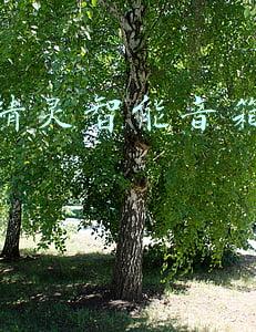 天猫精灵智能音箱怎么用