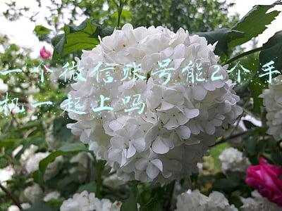 微信一个号可以同时上两个手机吗(抢红包新操作，多屏协同了解一下)