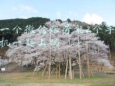 一个微信账号能2个手机一起上吗