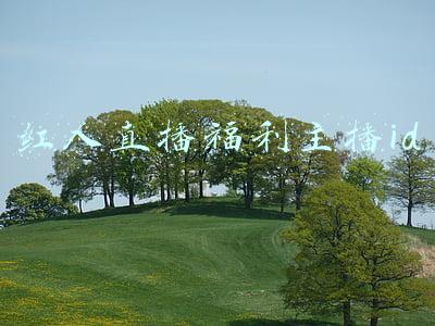 红人直播福利主播id