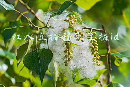 红人直播福利主播id