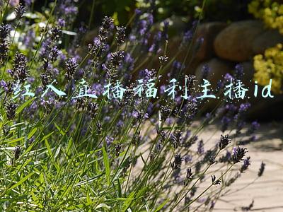 红人直播福利主播id