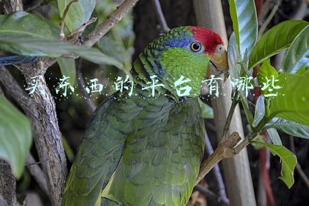 买东西的平台有哪些