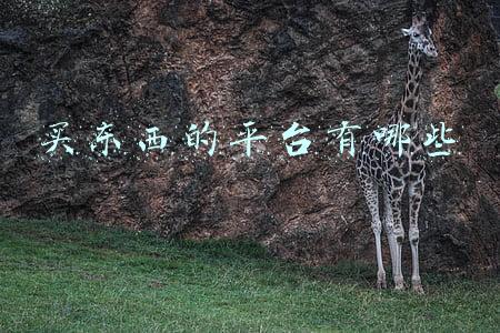 买东西的平台有哪些