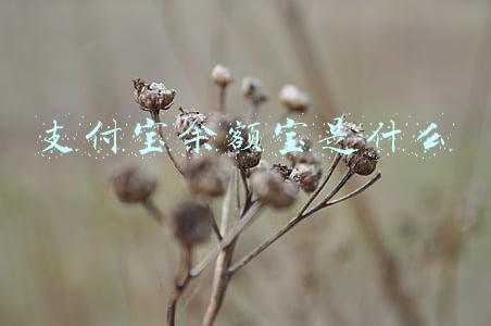 支付宝余额宝是什么