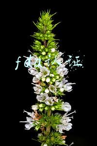 fda认证