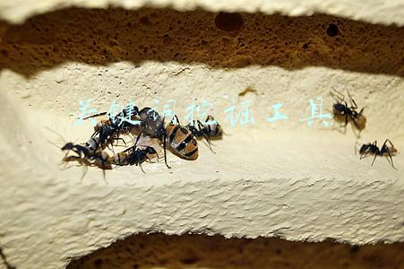 关键词挖掘工具