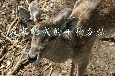 在家赚钱的十种方法