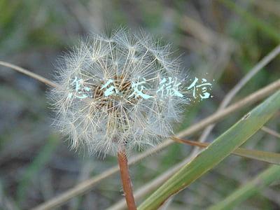 怎么发微信朋友圈(发微信朋友圈最好的方法)