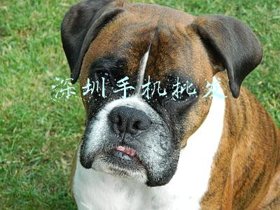 深圳手机批发