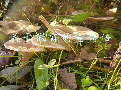 关于微商的宣传语