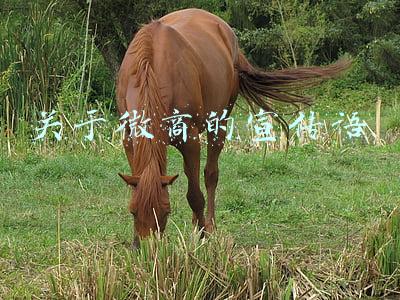 关于微商的宣传语