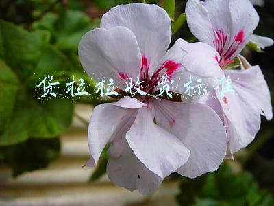 货拉拉收费标准北京(网友称北京约货拉拉搬家，不到两公里被收费5400元，公司回应：运输搬运费全部免除)
