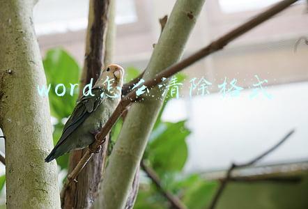 word怎么清除格式 word怎么清除格式