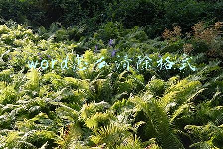 word怎么清除格式 word怎么清除格式