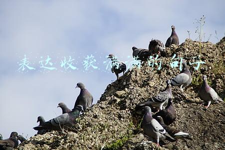 表达收获满满的句子下一句(在这里你将无所顾及终将收获满满)