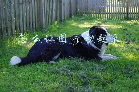 怎么让图片动起来