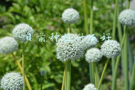 目前种植什么好