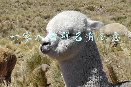 一家人的群名有创意
