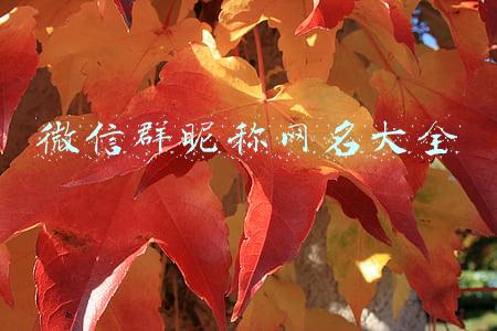 微信群昵称网名大全