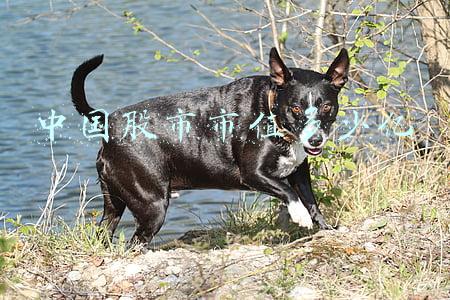 中国股市市值多少亿 中国股市市值多少亿