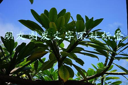 朋友圈发文字不被折叠