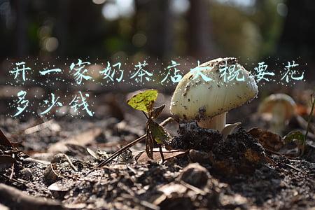 开一家奶茶店大概要花多少钱