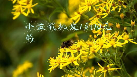 小盆栽批发1到10元的