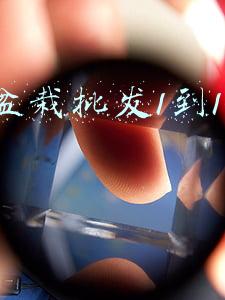 小盆栽批发1到10元的