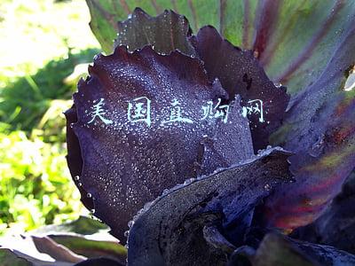 美国直购网
