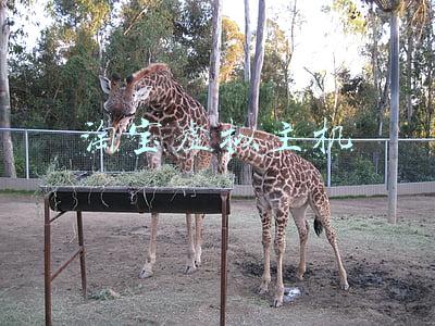淘宝虚拟主机怎么样(虚拟主机可以永久挂qq吗)