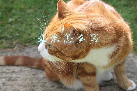 文案怎么写 文案怎么写