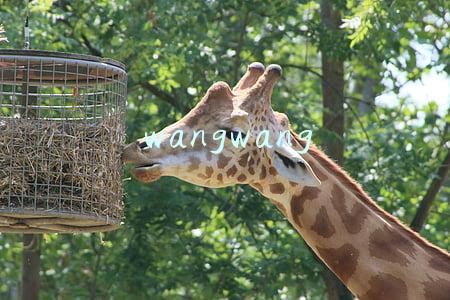 汪汪队立大功动画片全集免费(汪汪队立大功目录 第一季)