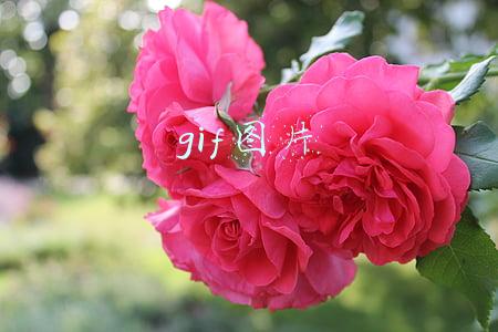 gif图片怎么做(一张图怎么能做成动态呢？)