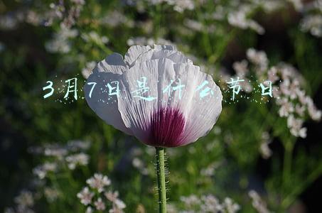 3月7日是什么节日子(清明将至，各地出台祭扫防疫政策)