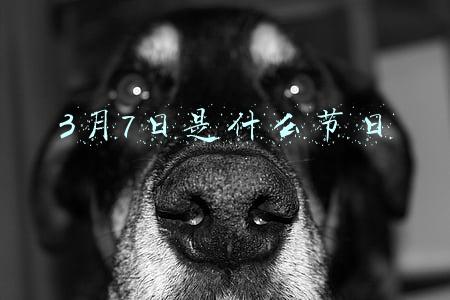 农历7月7日是什么节日(中国的情人节)