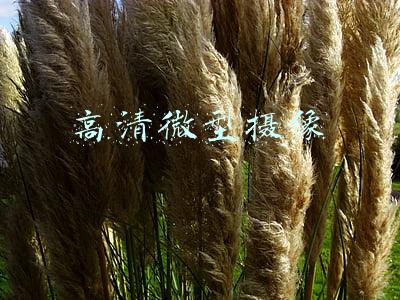 微型高清摄像机(执法先锋迷你小型高清摄影录像机测评)