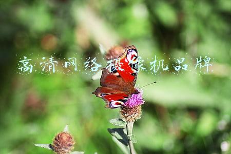 高清网络摄像机品牌