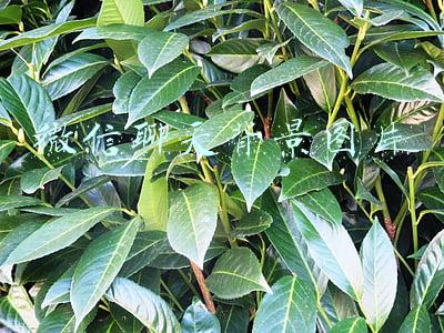 微信聊天背景图片